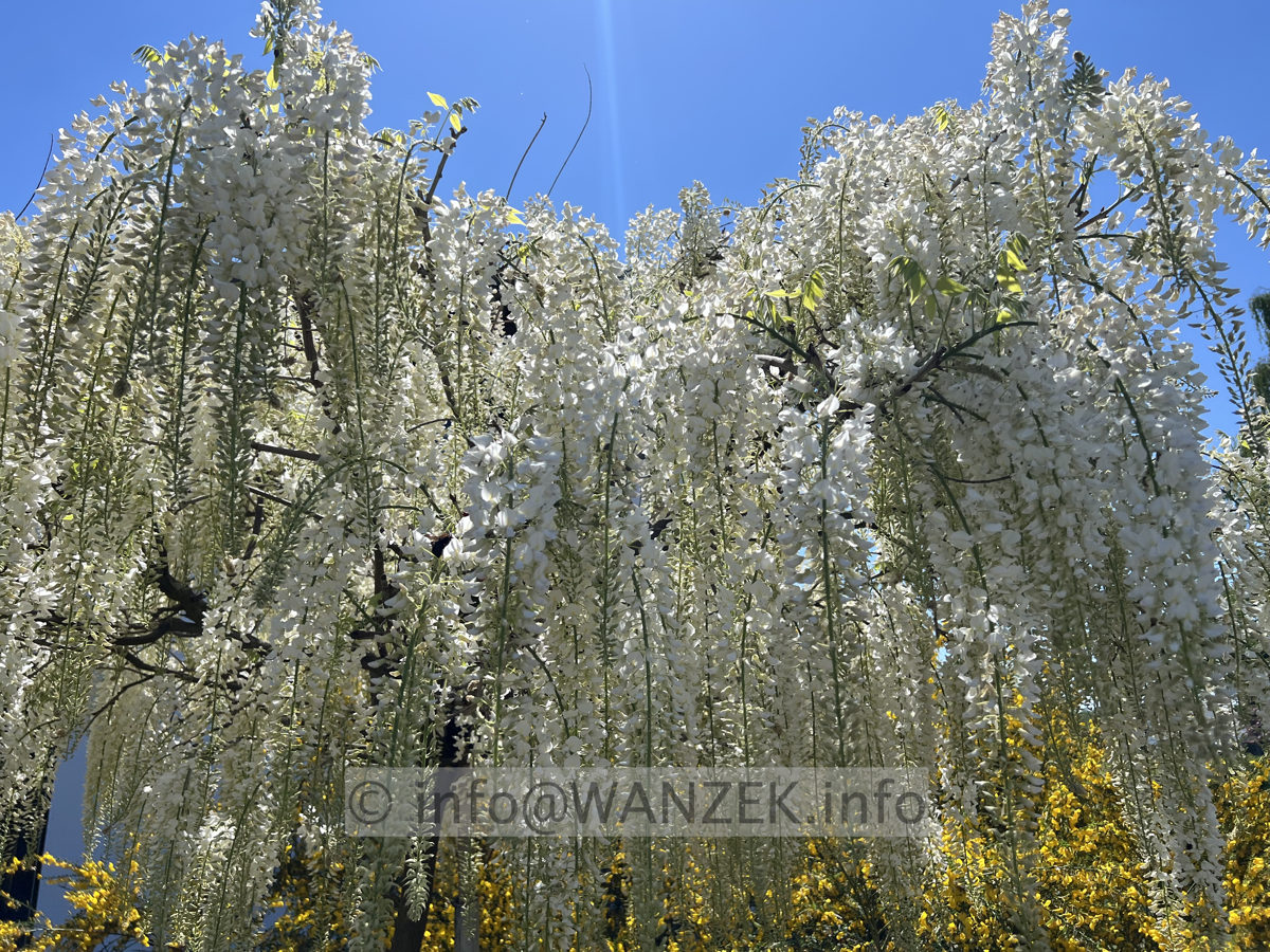 Wisteria floribunda Alba 01.jpg